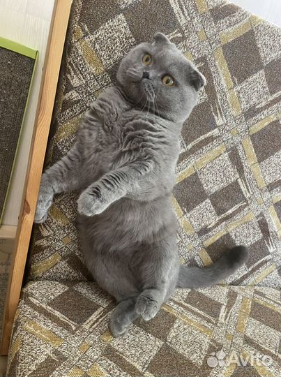 Вязка с шотландским вислоухим котом