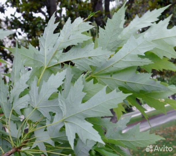 Саженцы клёна серебристого (Сахаристого)