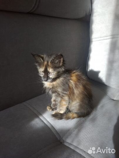 Кошка (девочка)