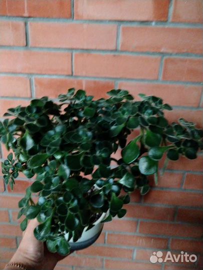 Дерево счастья