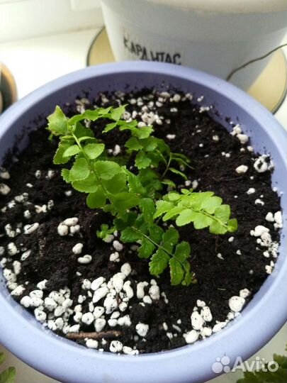 Папоротник резной