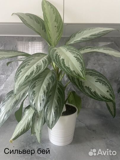 Аглаонема Сильвер Бэй
