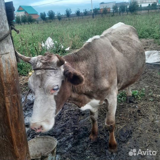 Корова дойная, беремени