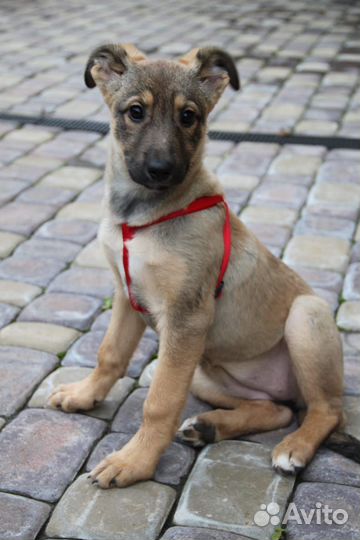 Щенок девочка