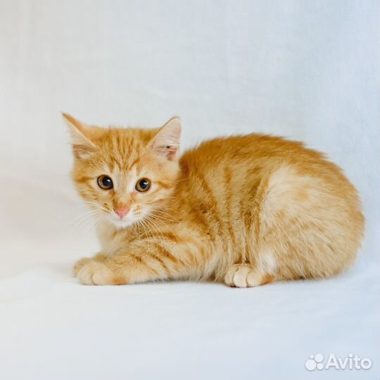 Котёнок Котя