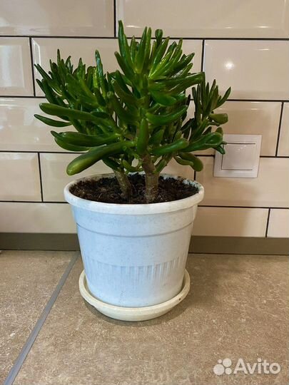 Крассула хоббит