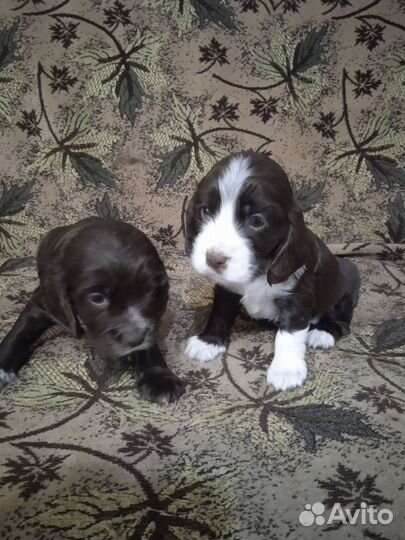Щенки русского спаниеля