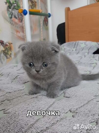 Шотландская