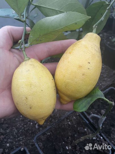 Цитрусовые саженцы,мандарины,апельсины,лимоны