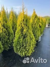 Туя смарагд