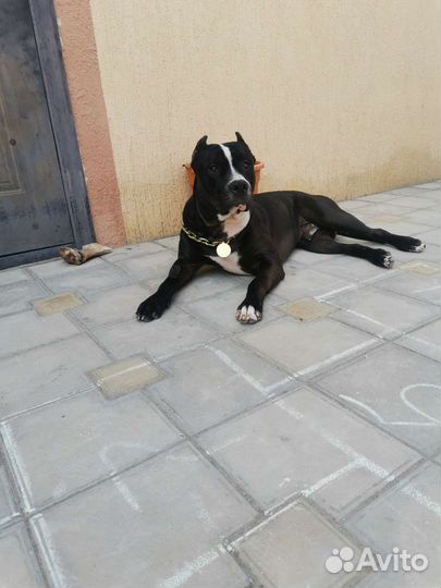 Питбультерьер