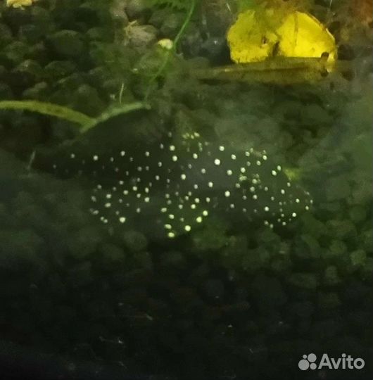 Аквариумные рыбки