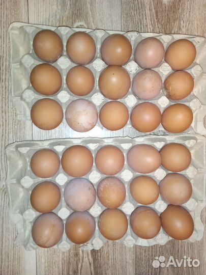 Яйцо куриное крупное