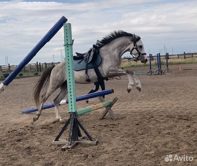 Спортивные Лошади