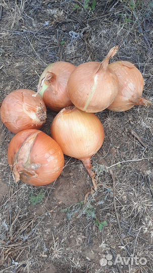 Лук репчатый 10р