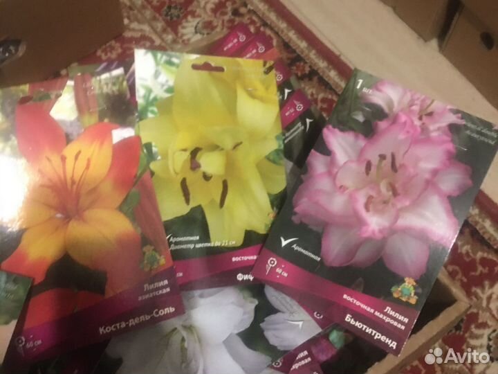 Лилии азиатские гибриды