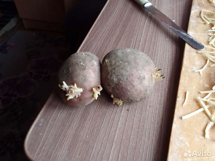 Продам семена картошки