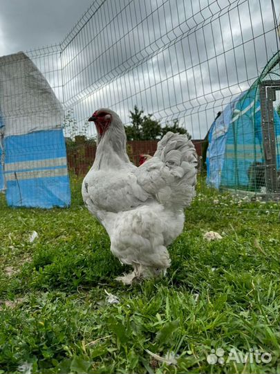 Яйцо инкубациннное Брама Лаванда Парцелян