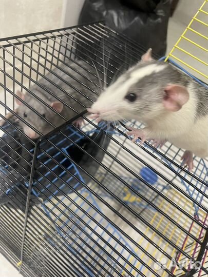 Крысы отдам бесплатно