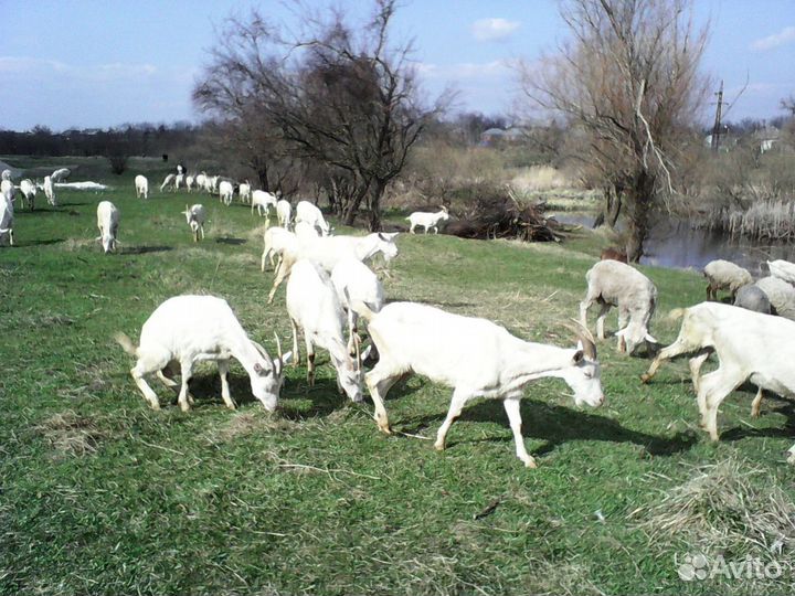 Продам стадо коз из 440 голов