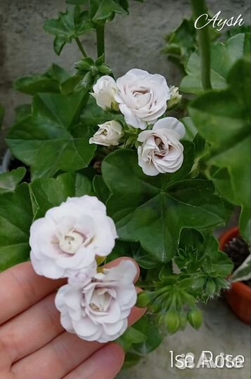 Сортовые пеларгонии (герани)