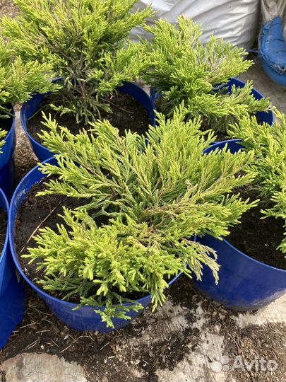 Можжевельник Лаймглоу из питомника