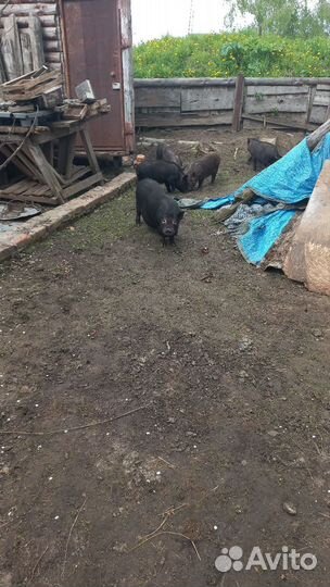 Вьетнамские вислобрюхие поросята