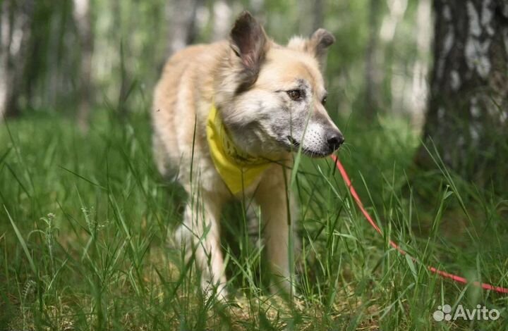 Собака в добрые руки