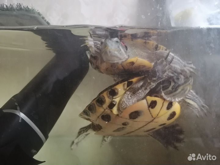Отдам в добрые руки черепах