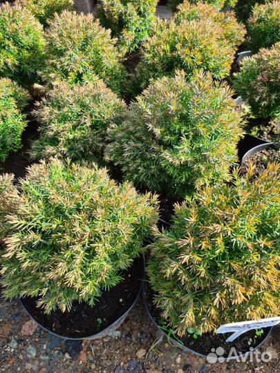 Продажа растений, декоративные и хвойные