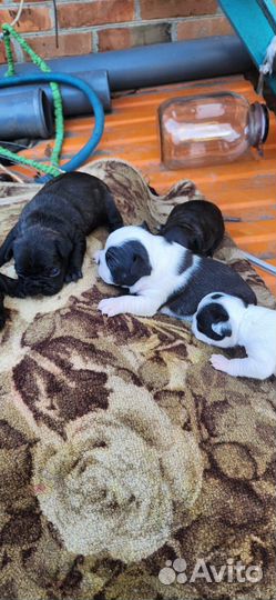 Собачки маленькие