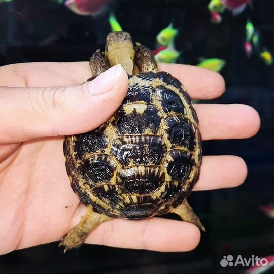 Черепашки сухопутные из питомника