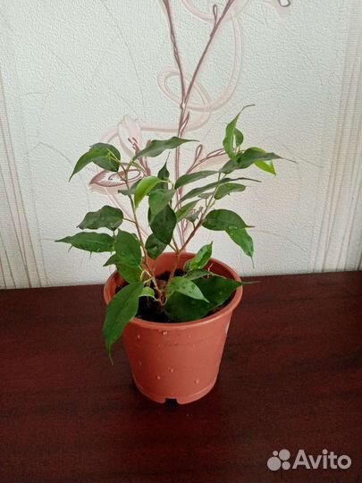 Фикус бенджамина