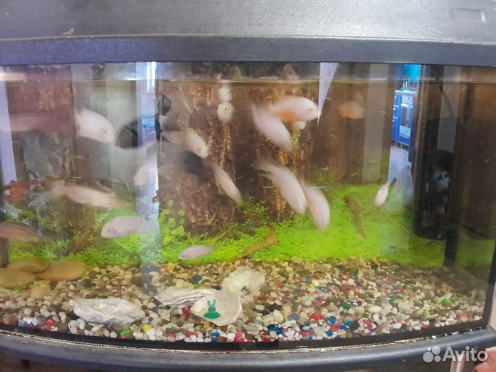 Аквариумные рыбки
