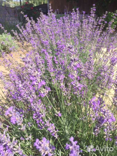 Лаванда