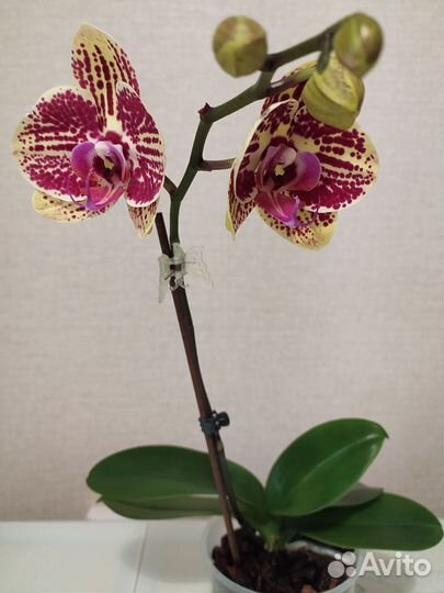 Орхидея фаленопсис
