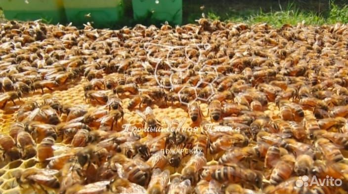 Пчелопакеты(заказы набраны)