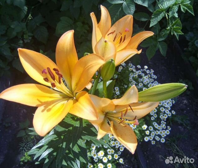 Лилии оранжевые, луковицы