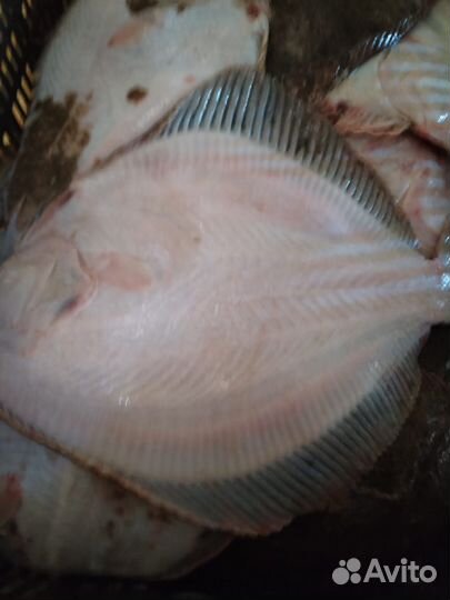 Рыба камбала Азовская