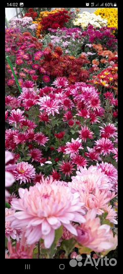 Хризантема корейская