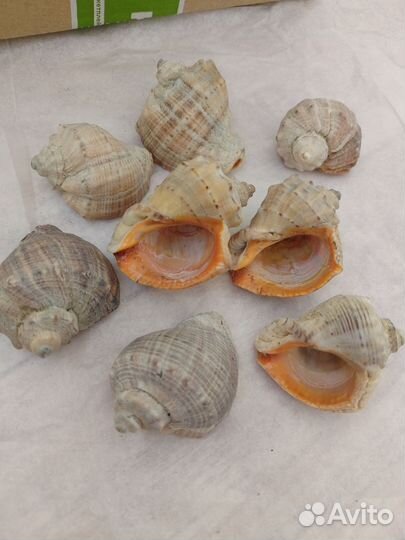 Ракушки морские раковины