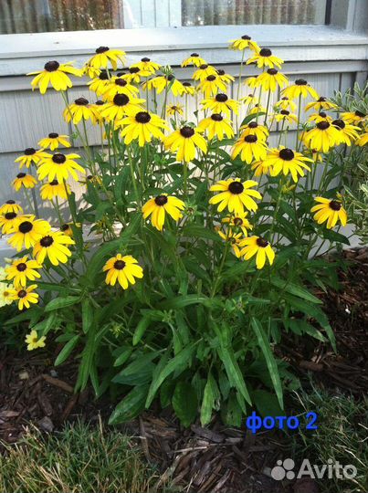 Вербейник, рудбекия, гелениум, лилия желтая