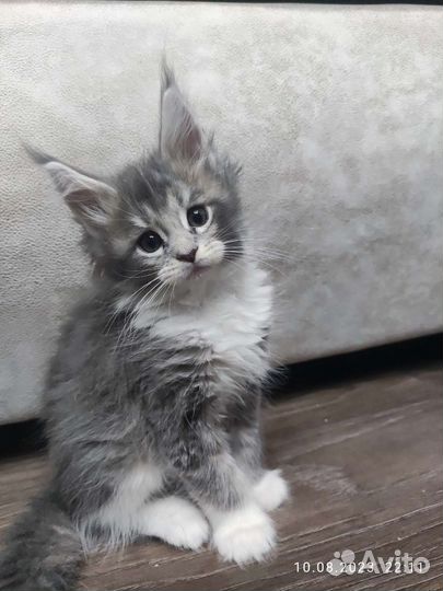 Котята мейн-кун