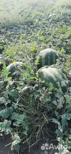 Арбузы 1сбор