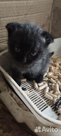 Кошка в дар бесплатно