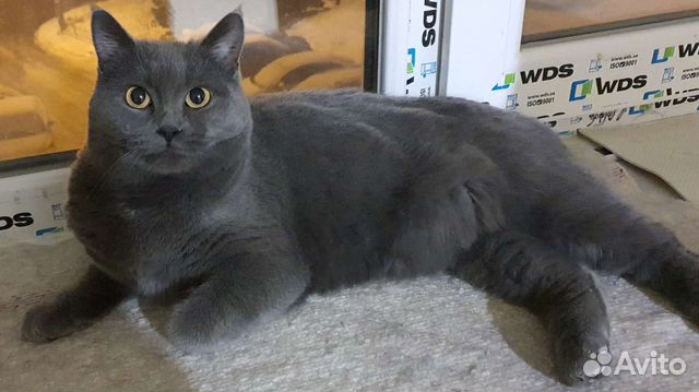 Ищу любимые,заботливые ручки Британка,бобтейл