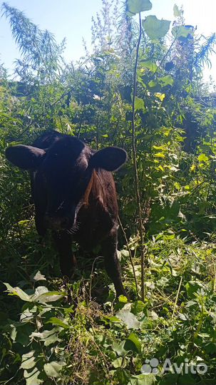 Продам телочек