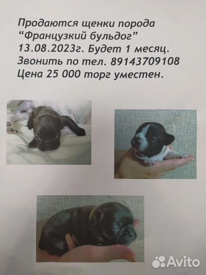 Собаки щенки