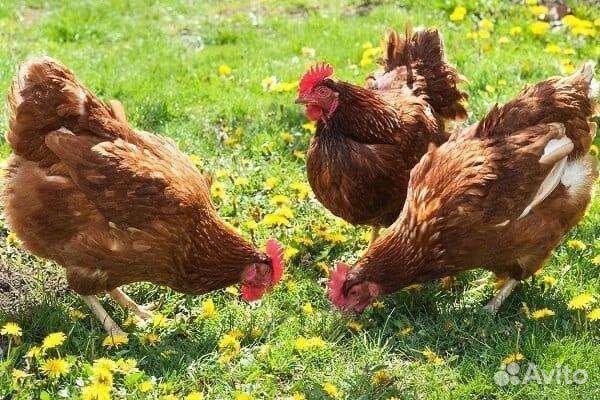 Куры несушки