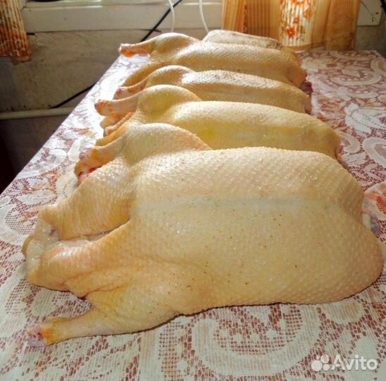 Домашнее мясо птиц (гусь,утка,индо-утка,бройлер)